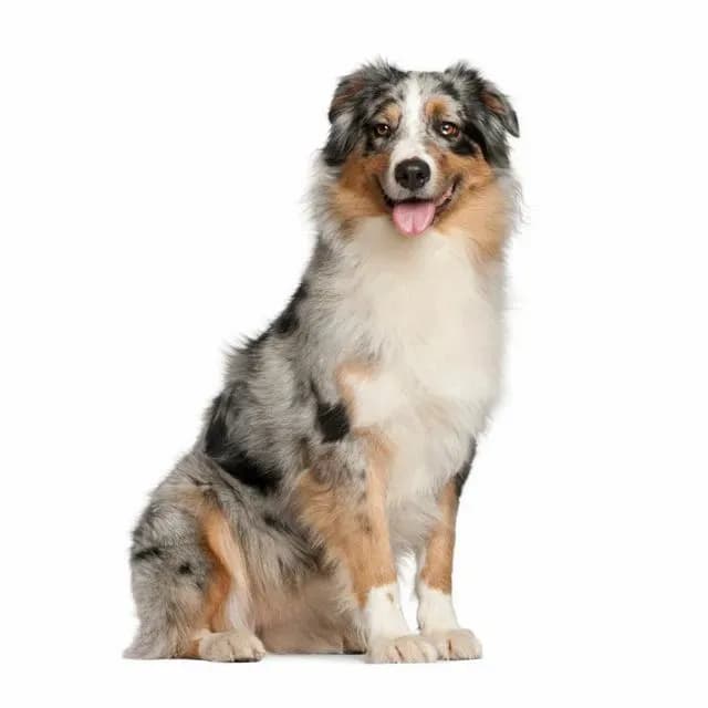 Australian Shepherd sitting and posing