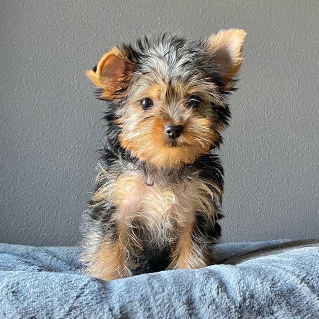 Rosi  - Yorkshire Terrier Female