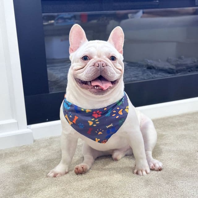 MAC - French Bulldog Male