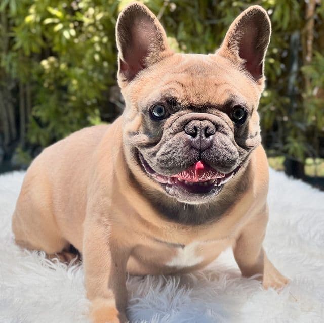 LOUIE - French Bulldog Male