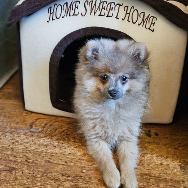 Two-Tone - Pomeranian Female