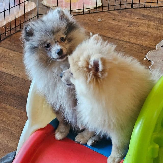 Patches - Pomeranian Male