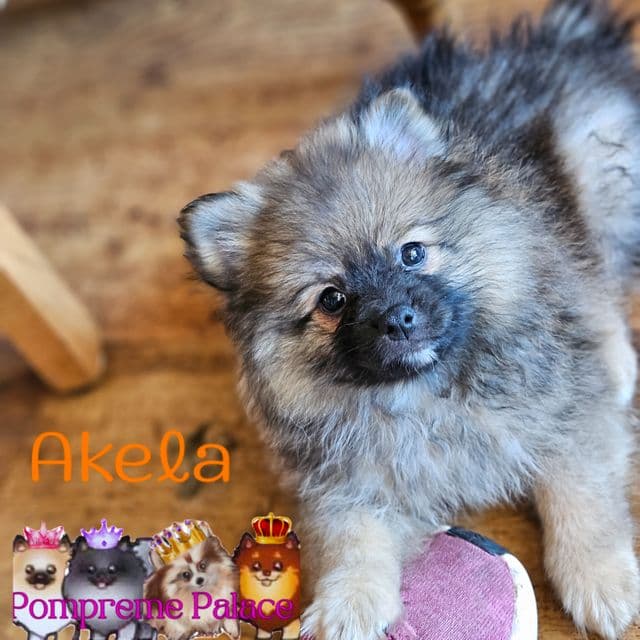 Akela - Pomeranian Male