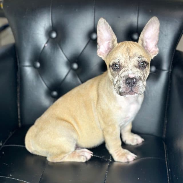 Zeus - American Bully Male