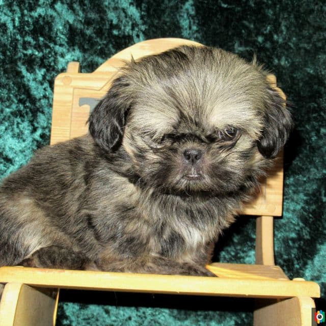 Muffy - Shih Tzu Female