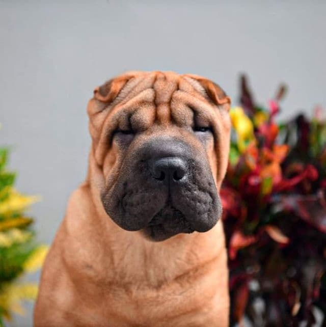 Lula - Chinese Shar-Pei Female