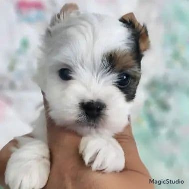 Callie - Biewer Terrier Female
