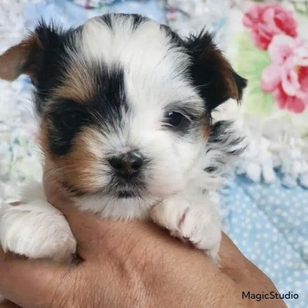 Tiny Cooper - Biewer Terrier Male