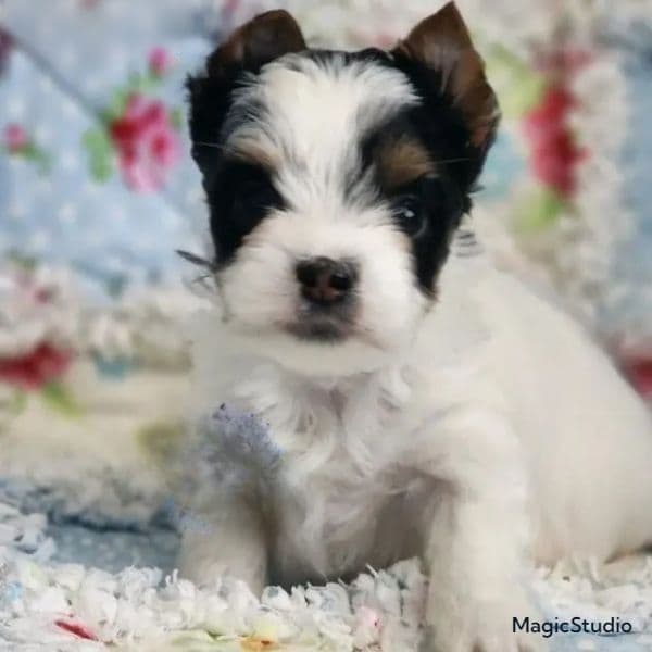 Cash - Biewer Terrier Male