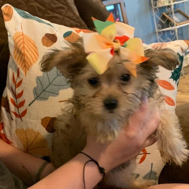 Sweet Pea - Yorkshire Terrier Female