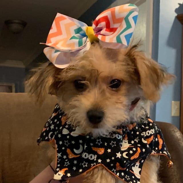 Darling - Yorkshire Terrier Female