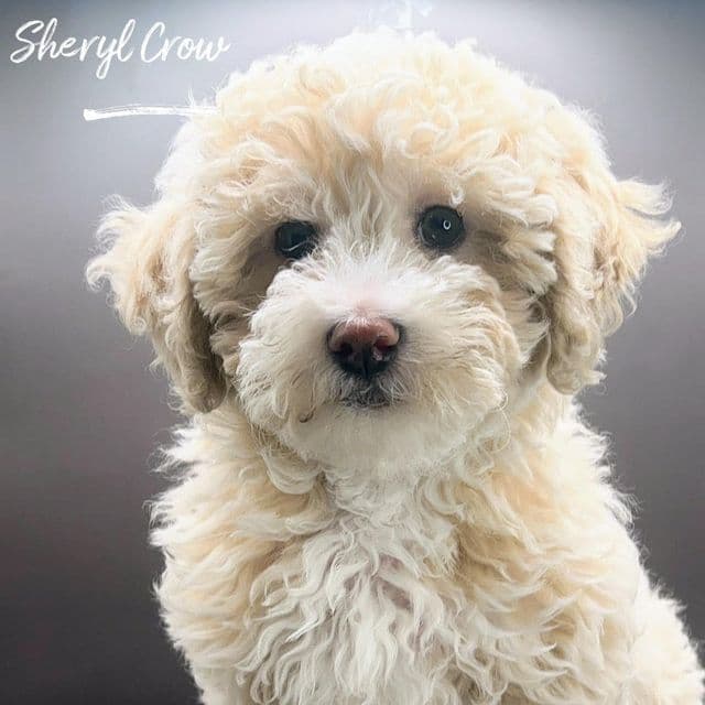 Sheryl Crow - Toy Poodle Female