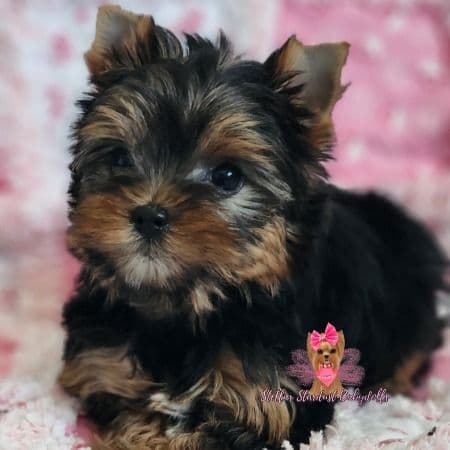 Scarlett  - Yorkshire Terrier Female
