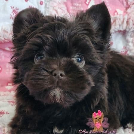 Sienna - Yorkshire Terrier Female