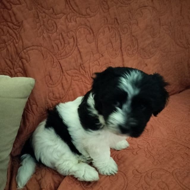 Angel - Coton de Tulear Female