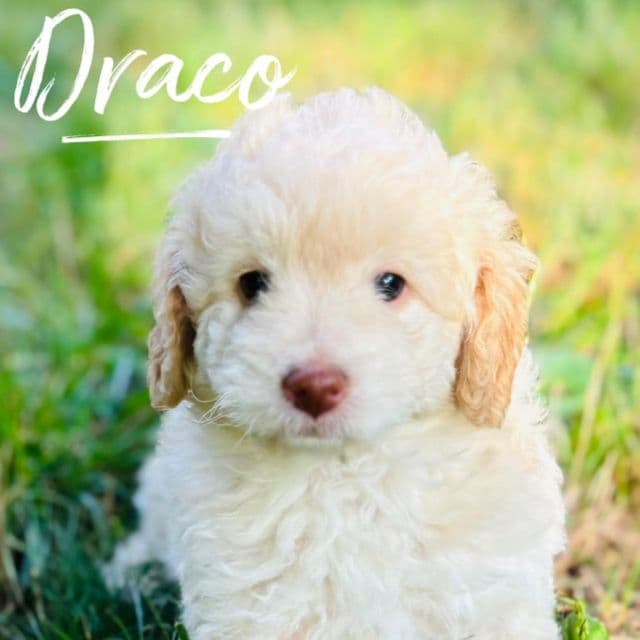 Draco - Bernedoodle Male