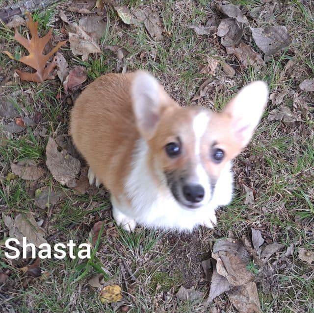 Shasta - Pembroke Welsh Corgi Female