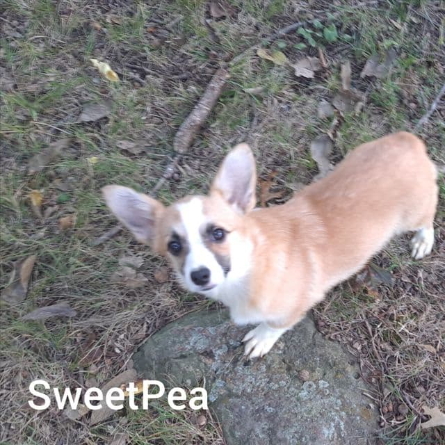 Sweet Pea - Pembroke Welsh Corgi Female