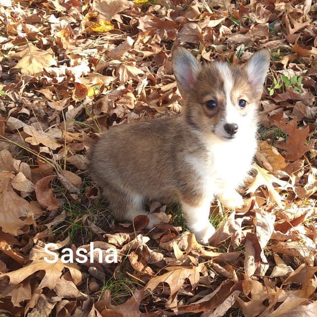 Sasha - Pembroke Welsh Corgi Female