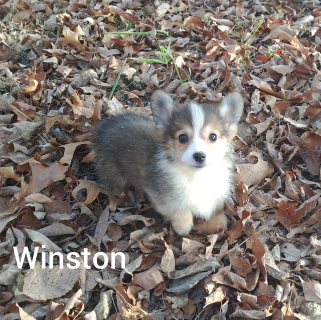 Winston  - Pembroke Welsh Corgi Male