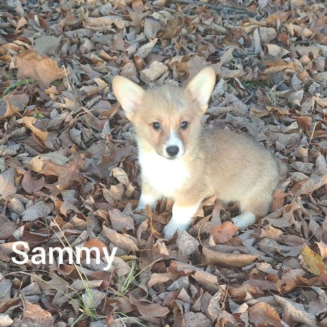 Sammy - Pembroke Welsh Corgi Male