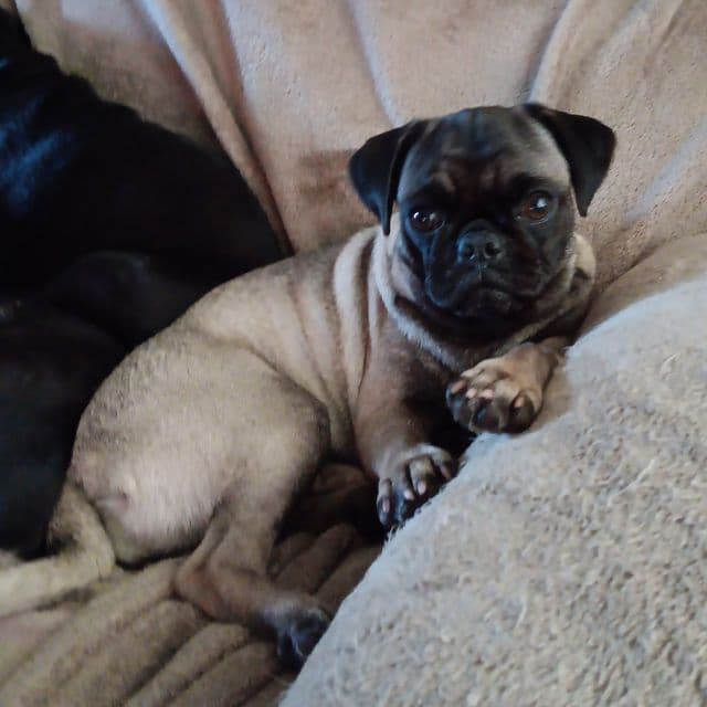 Sara - Pug Female