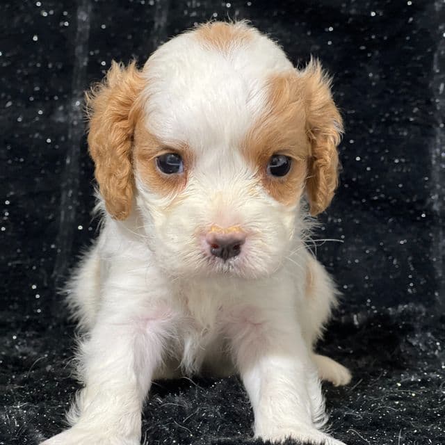 Pippin - Cavapoo Male