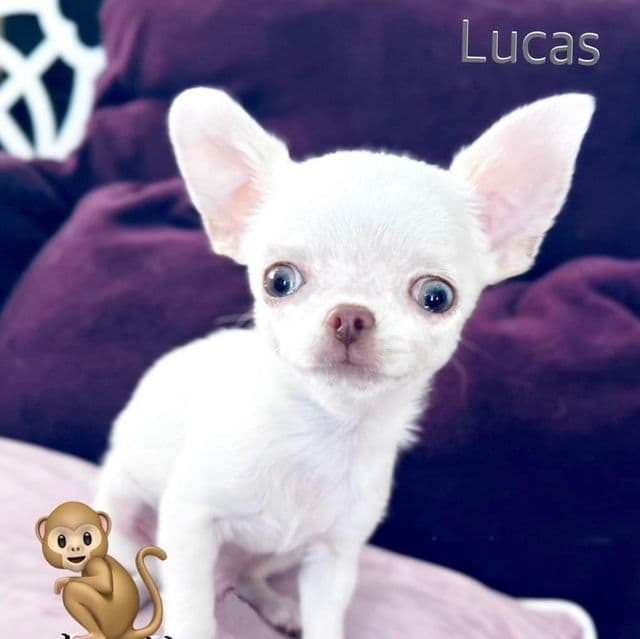 Lucas  - Chihuahua Male