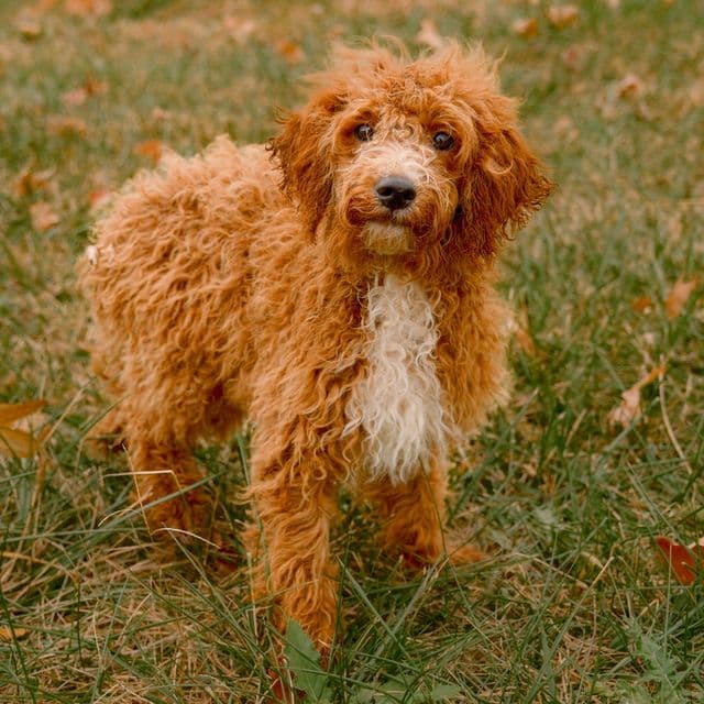 Bruno - Goldendoodle Male