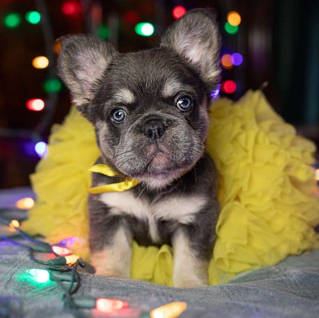 Kira - French Bulldog Female
