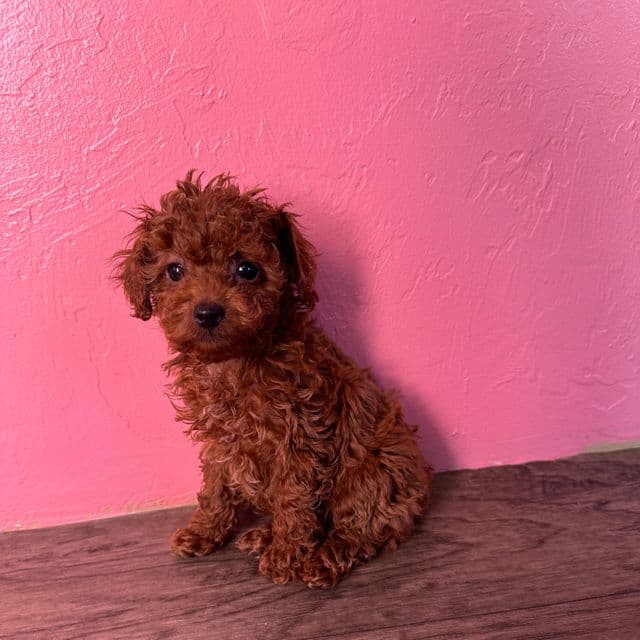 AKC f1  - Toy Poodle Female