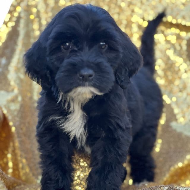 Gucci - Portuguese Water Dog Female