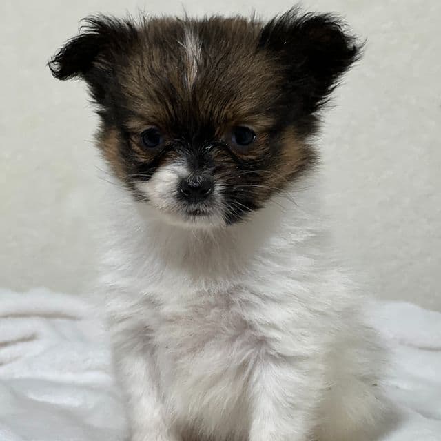 Abby - Papillon Female