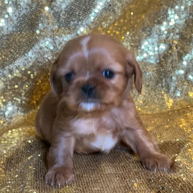 Patrick - Cavalier King Charles Spaniel Male