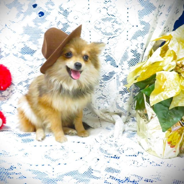 Johnny Depp - Pomeranian Male
