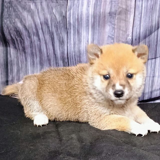 Shiner - Shiba Inu Male