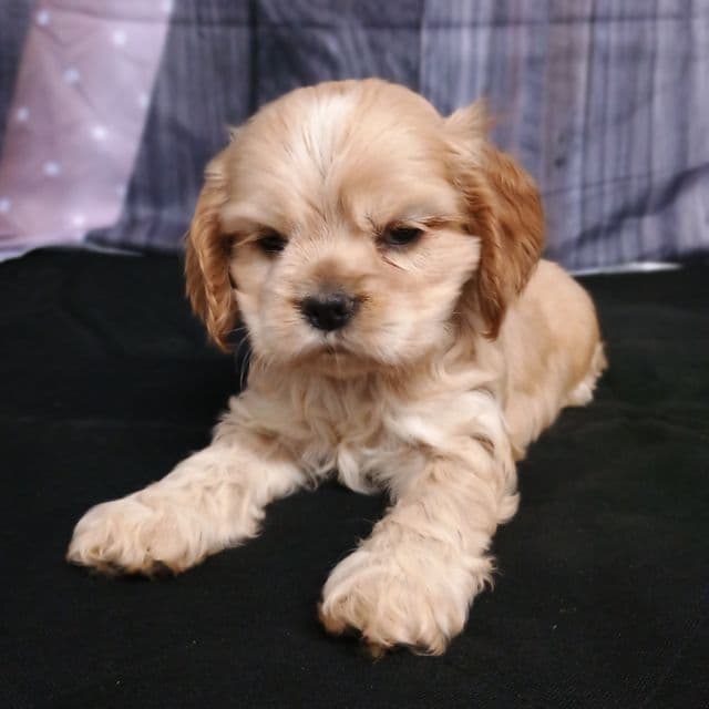 China - Cocker Spaniel Female