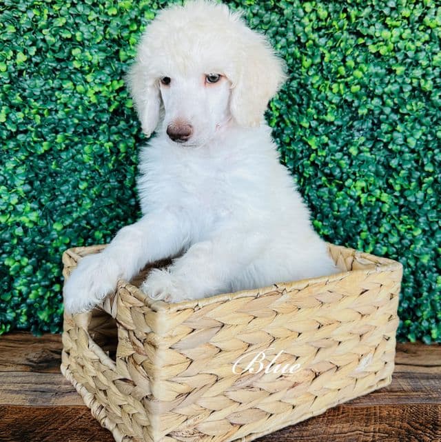 Blue - Standard Poodle Male