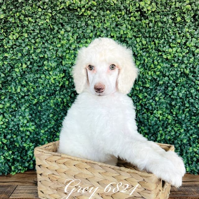 Grey  - Standard Poodle Male