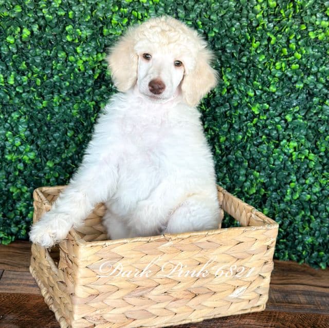 Pink - Standard Poodle Female
