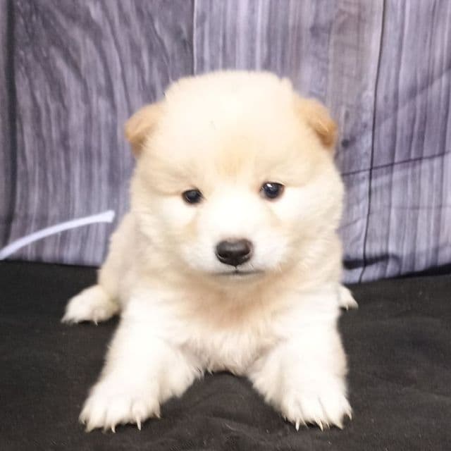 Shawn - Shiba Inu Male