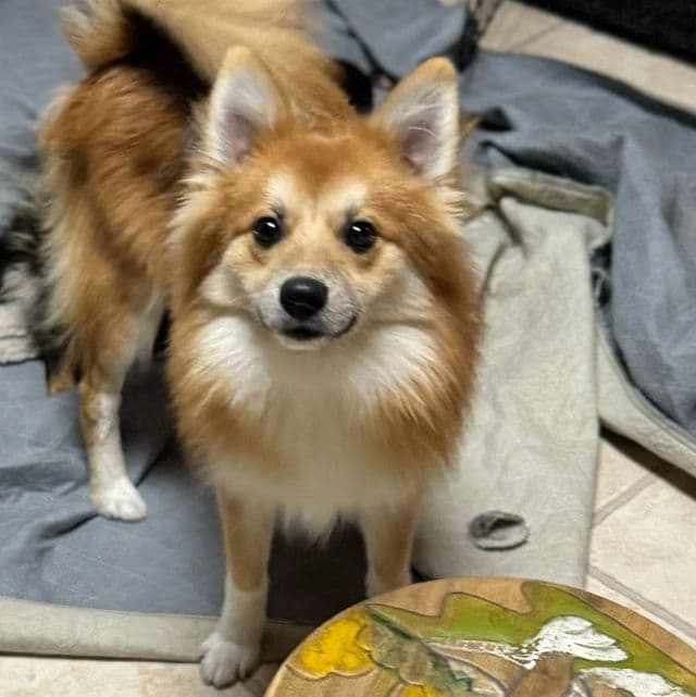 Teddy - Pomeranian Male