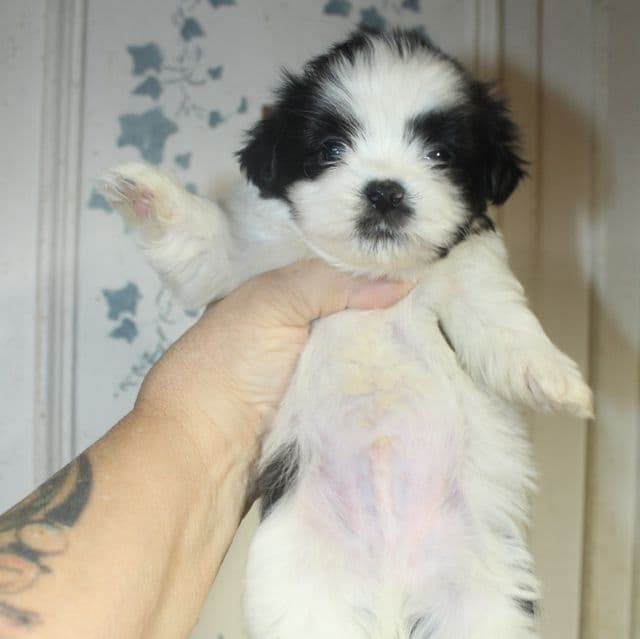 Sammy - Mal-Shih Male
