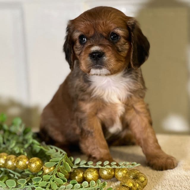 Tiffany - Cavapoo Female