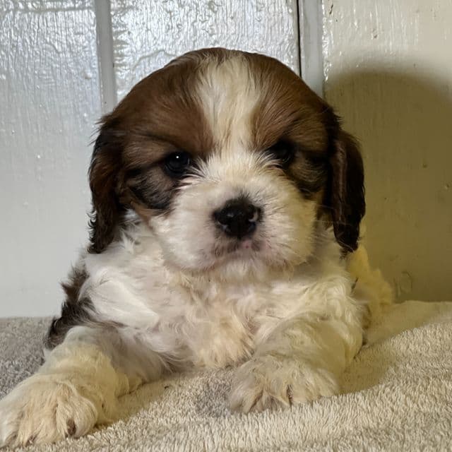 Tristan - Cavapoo Male