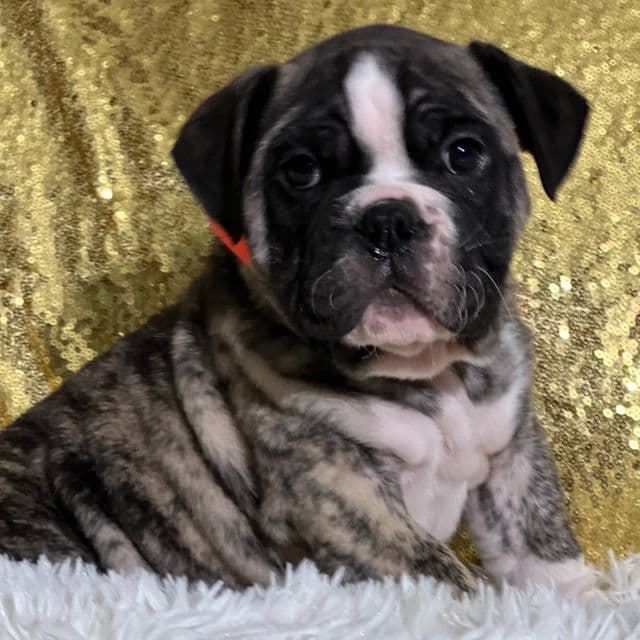 Markie - English Bulldog Male