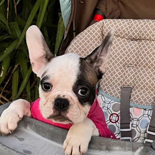 Casper - French Bulldog Male