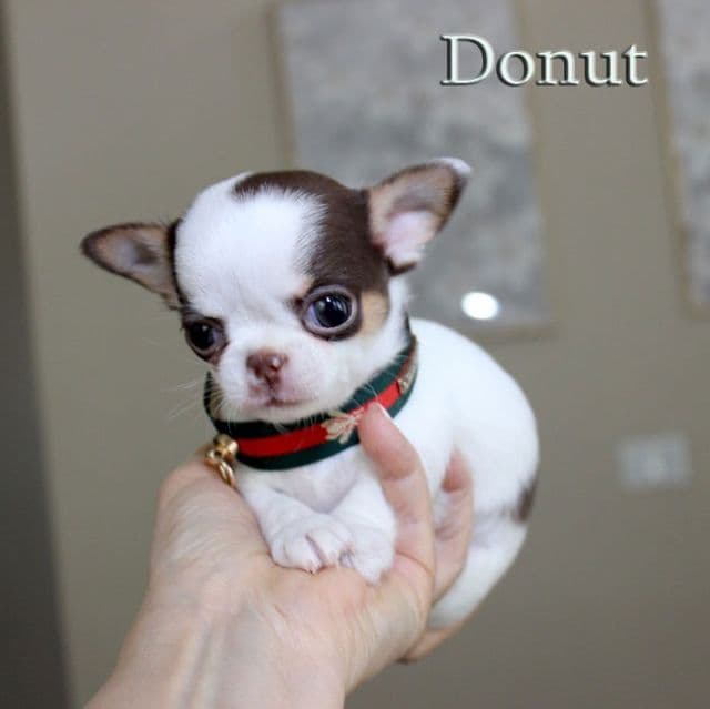 Donut - Chihuahua Male