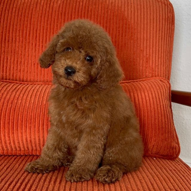 Mini Poodle Bobby - Toy Poodle Male