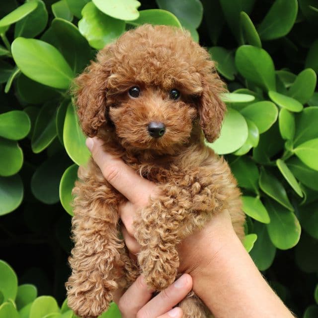 TEACUP GUCCI - Toy Poodle Male